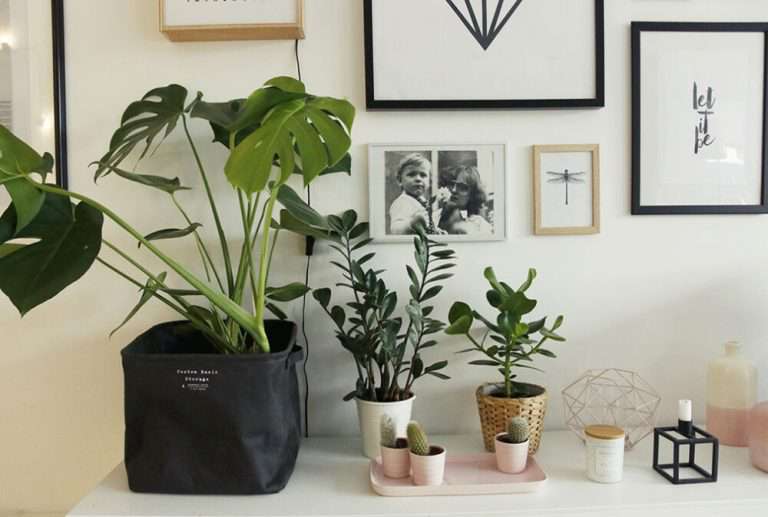 Комнатные растения: как оформить интерьер цветами и растениями (38 фото) | Все для дома